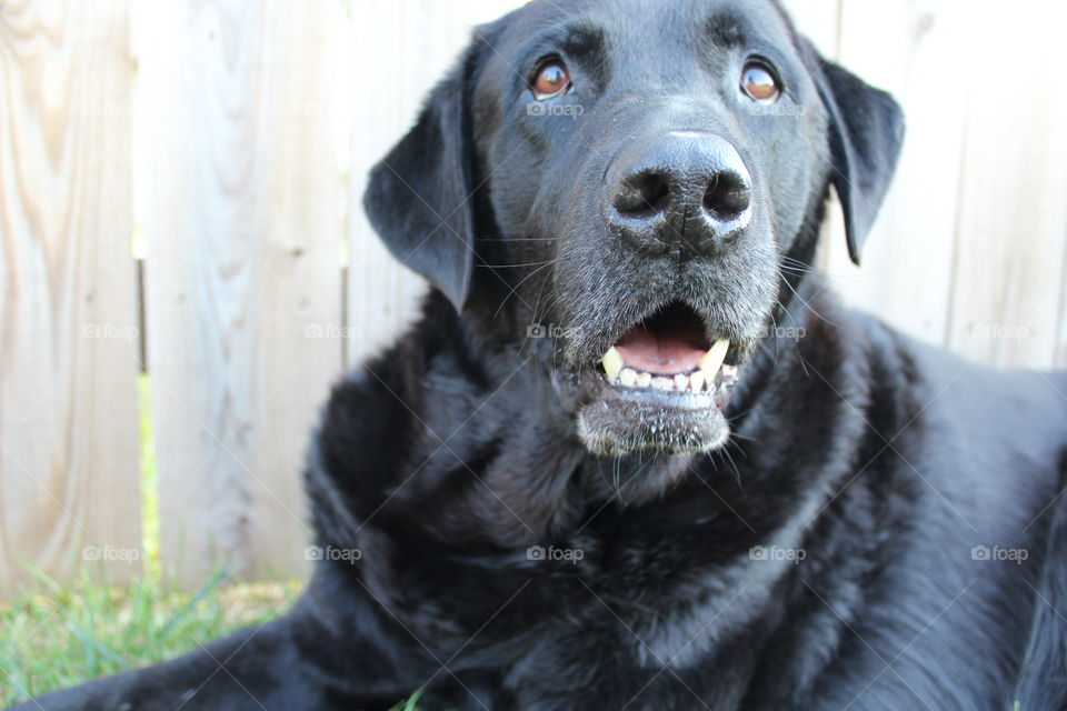 Black labrador sitting near fence