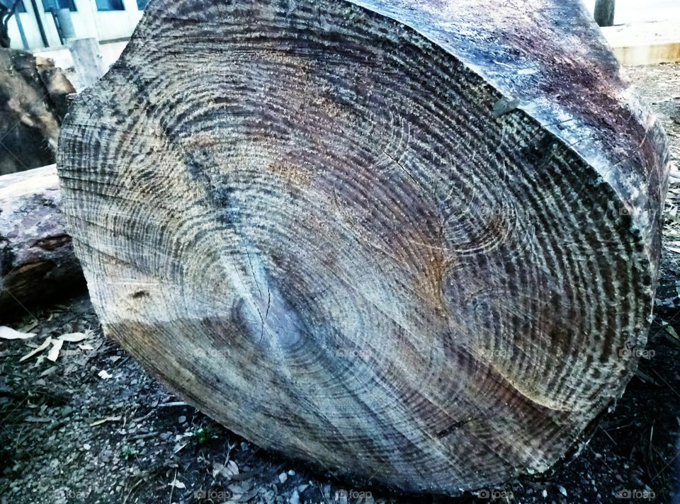 Section of a trunk with clearly visible growth rings.