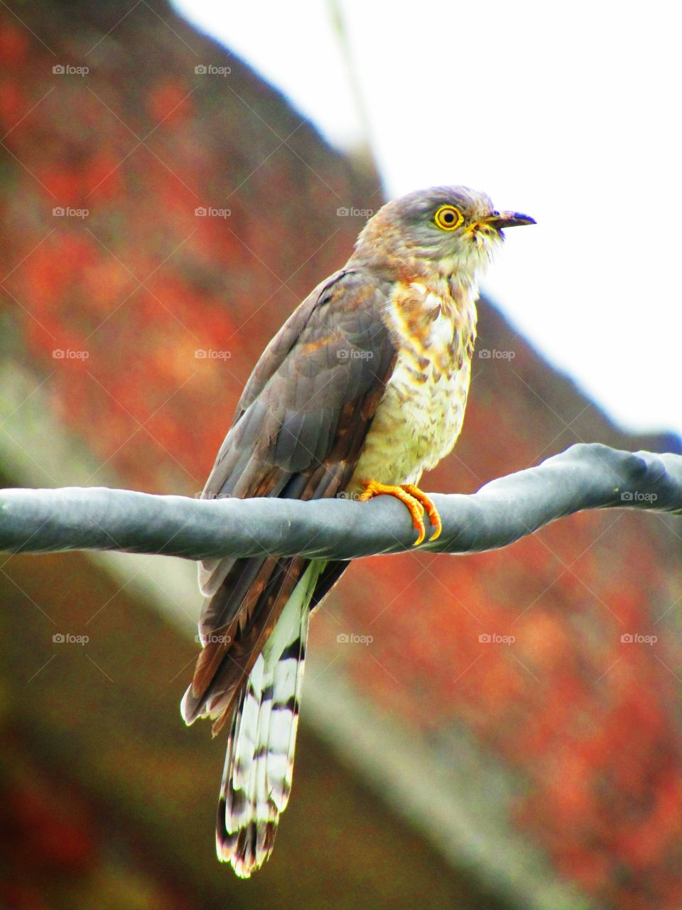 The common hawk-cuckoo (Hierococcyx varius), popularly known as the brainfever bird, is a medium-sized cuckoo resident in the Indian subcontinent.
