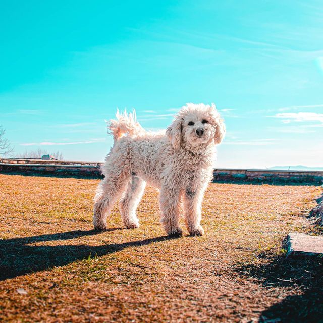 Dogo
