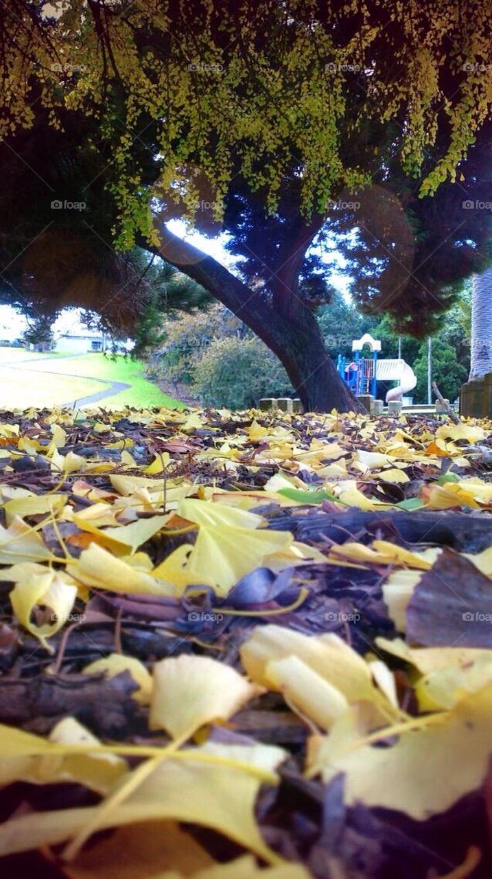 Tree leaves