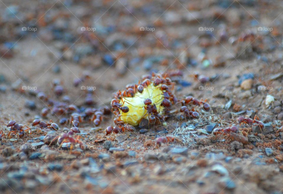 Texas Harvester ants foraging. 