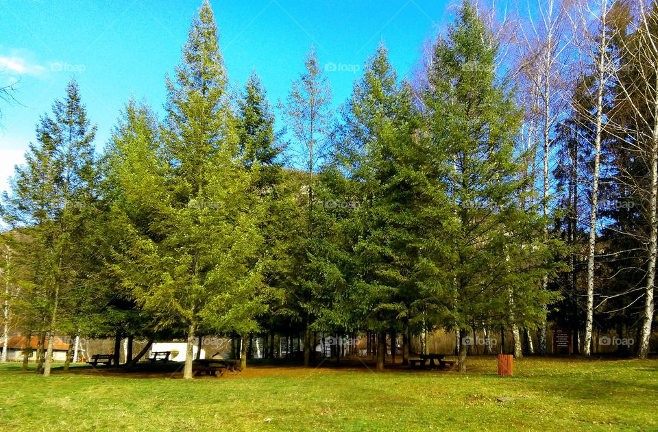 Beautiful forest in Mauntin