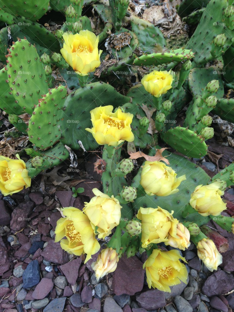 Cactus Blossom 
