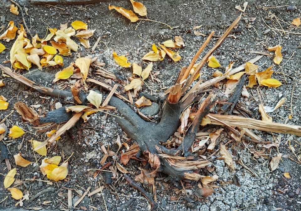 Once it was a tree, full of the branches and it was a safe canopy for every tired visitor. 
Who knows?Maybe a woodcutter catch its breath . Now it is envying disappointedly to the colourful fall of the other trees...