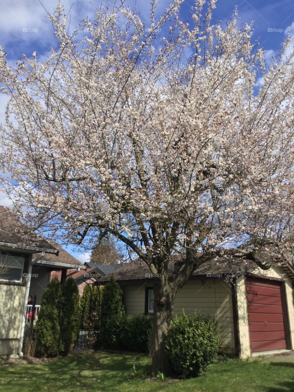 Cherry Tree Blossoming in the Spring 