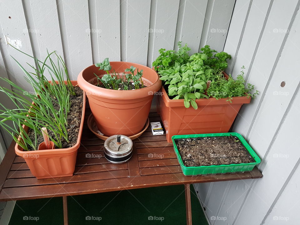 Pot, Flowerpot, Garden, Flora, Leaf