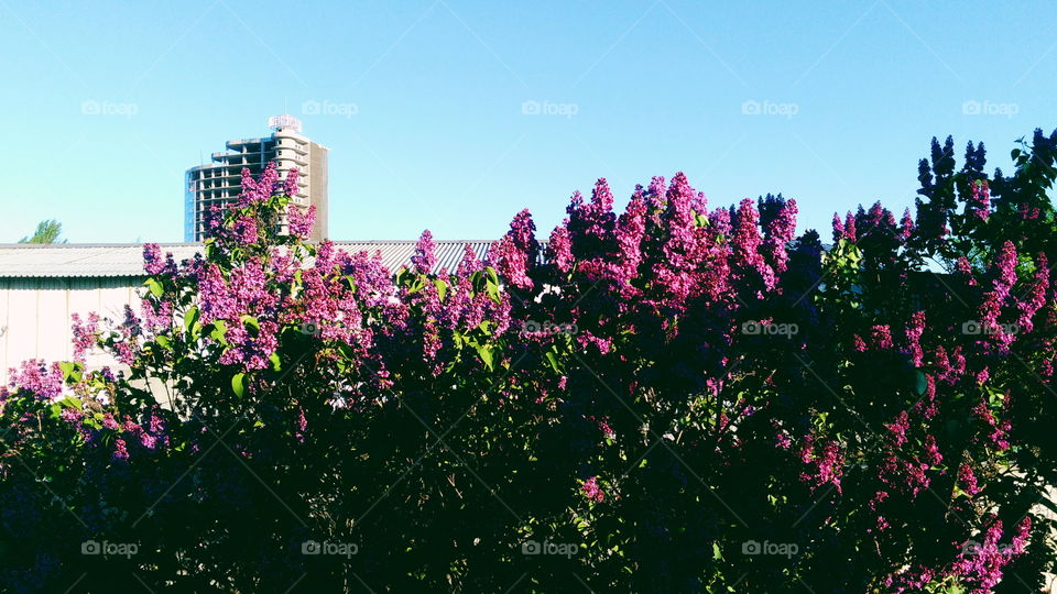 lilac bush