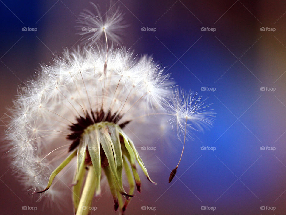 dandelion