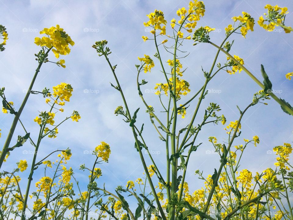 Canola flowers with sky in the background 