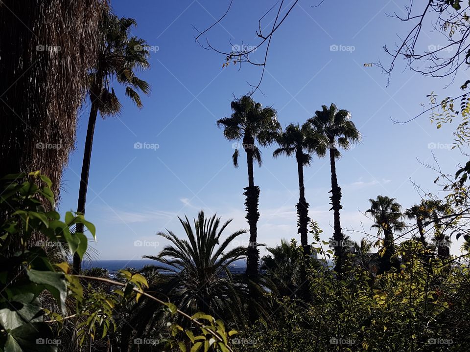 Landscape of Palm trees and trees in nature 
