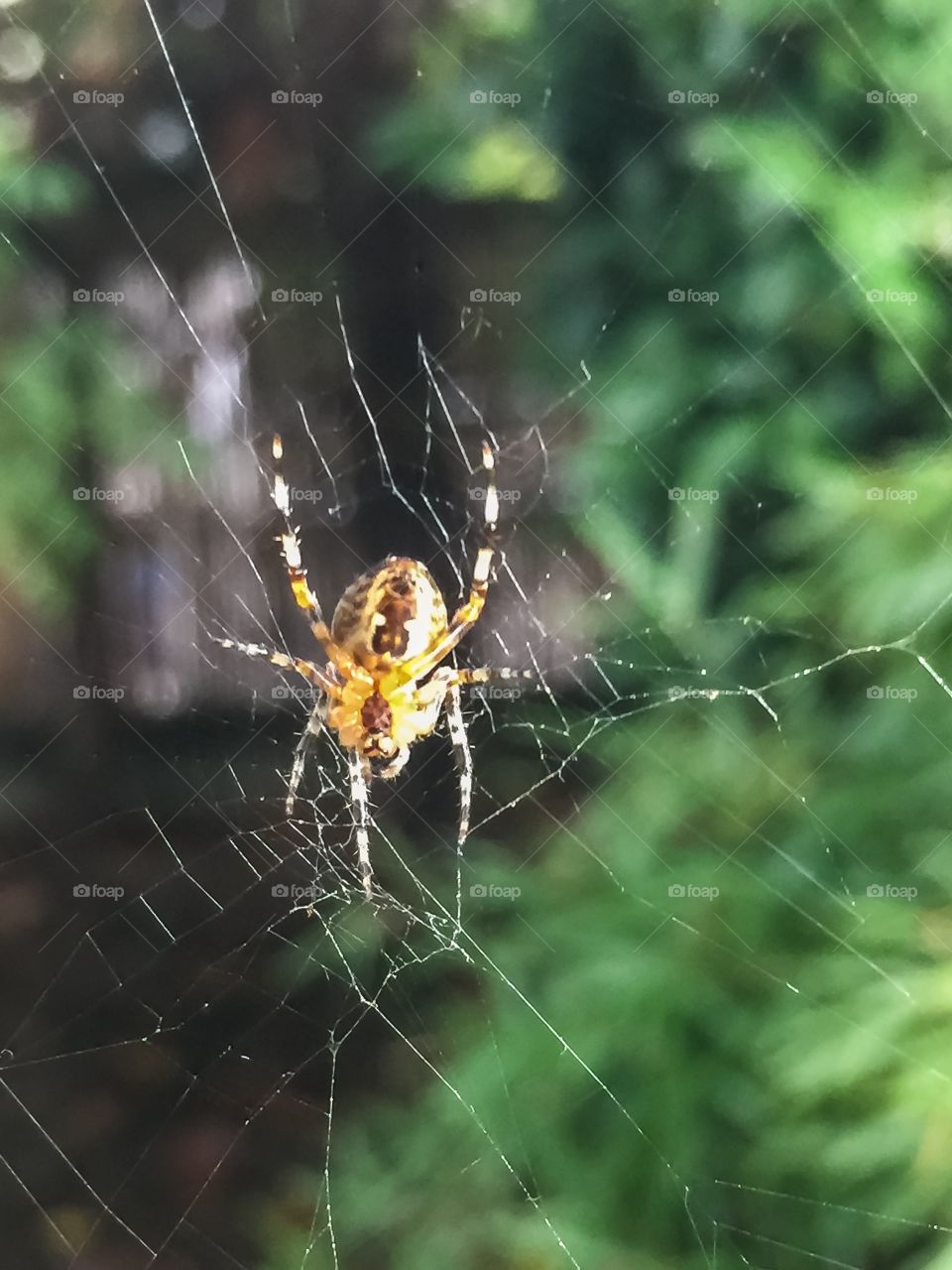 Spider hanging about in it’s broken down web in the sunset.