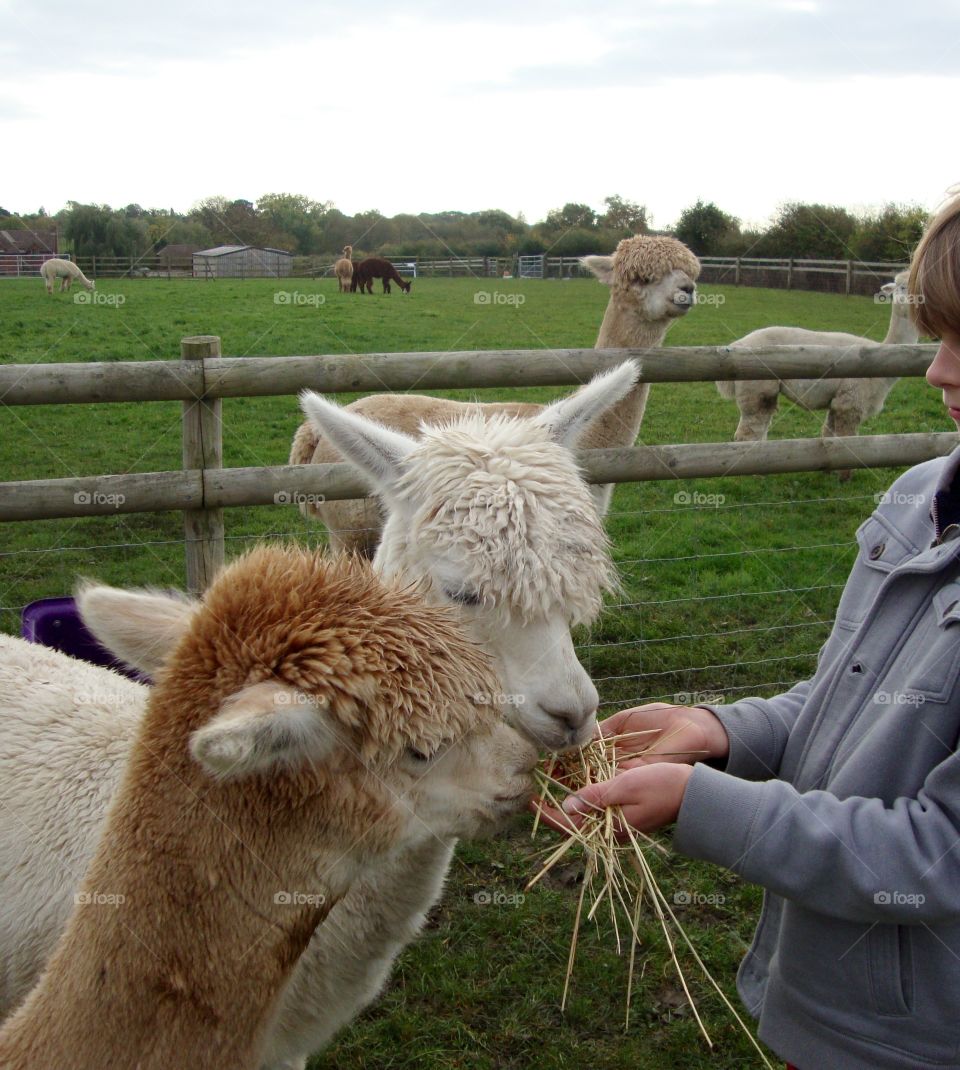 Feeding a treat to young Alpaca on holiday in a farm in Worcester 🇬🇧