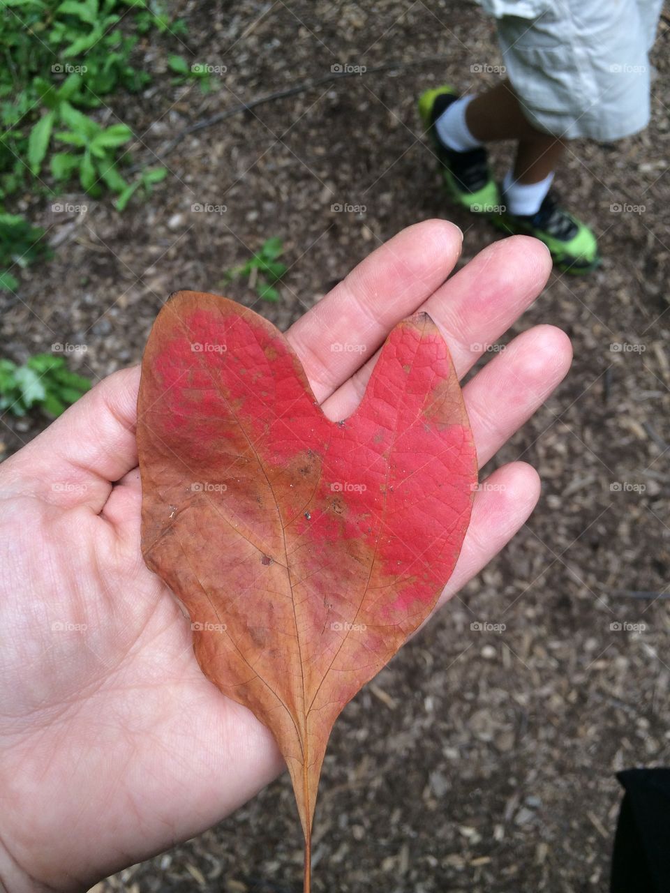 Heart shaped leaf 