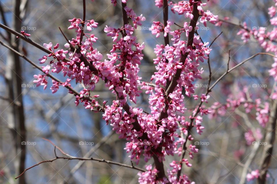 pink flowers on tree