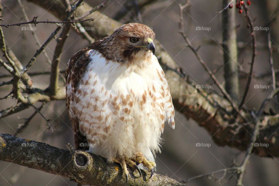 red tailed hawk, eyes on hunt!