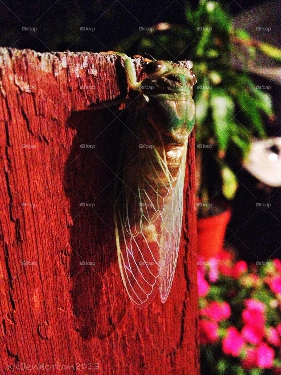 Summer cicada