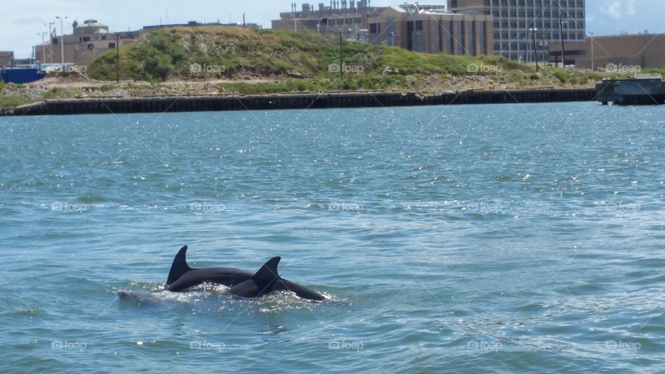 Dolphins in ship channel