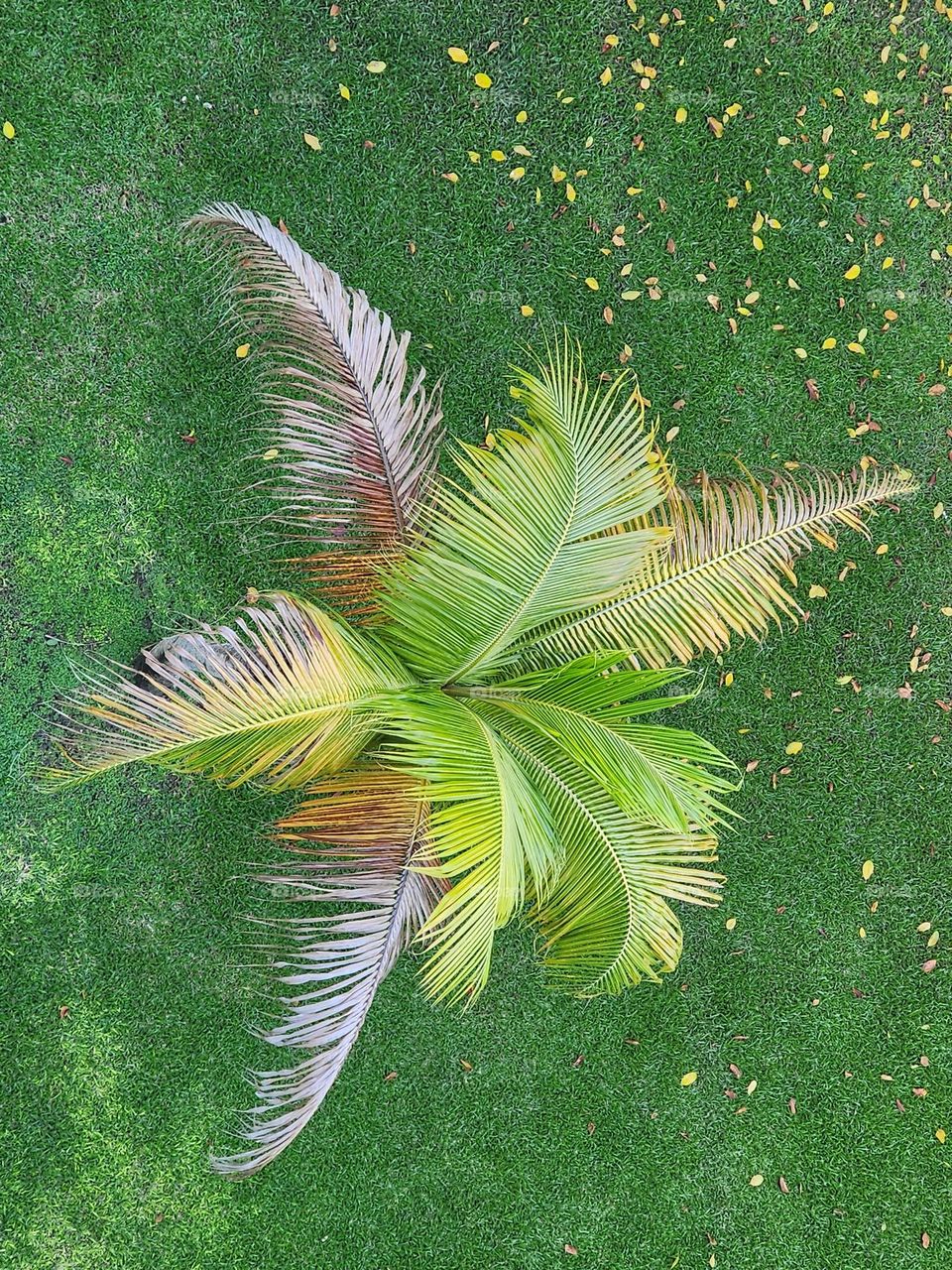 coconut palms