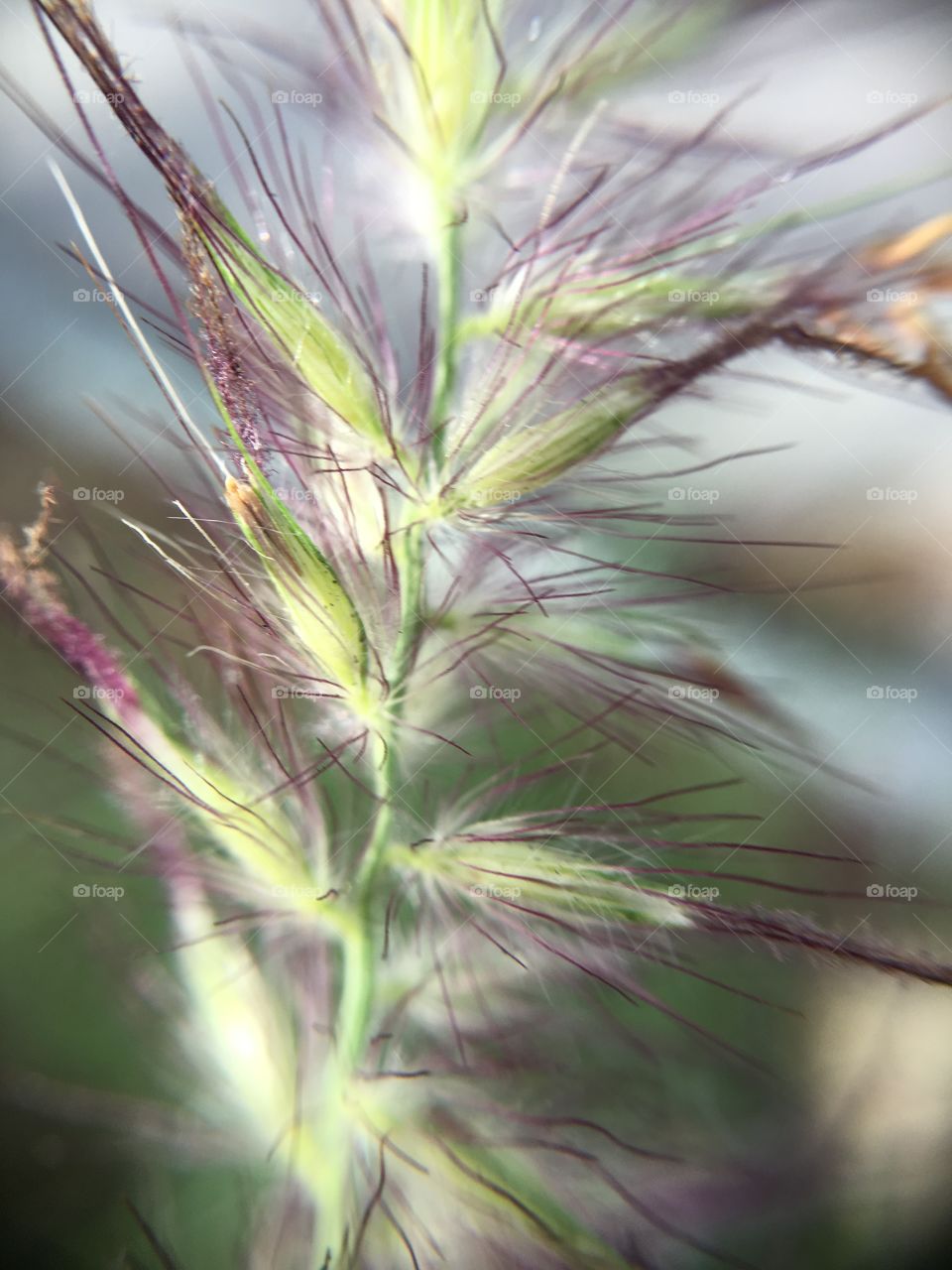 Grass closeup