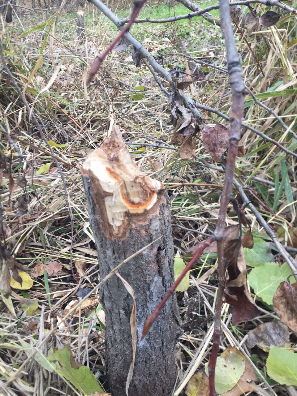 This tree is a Result of the beavers work , amazing how they can do this work with teeth.