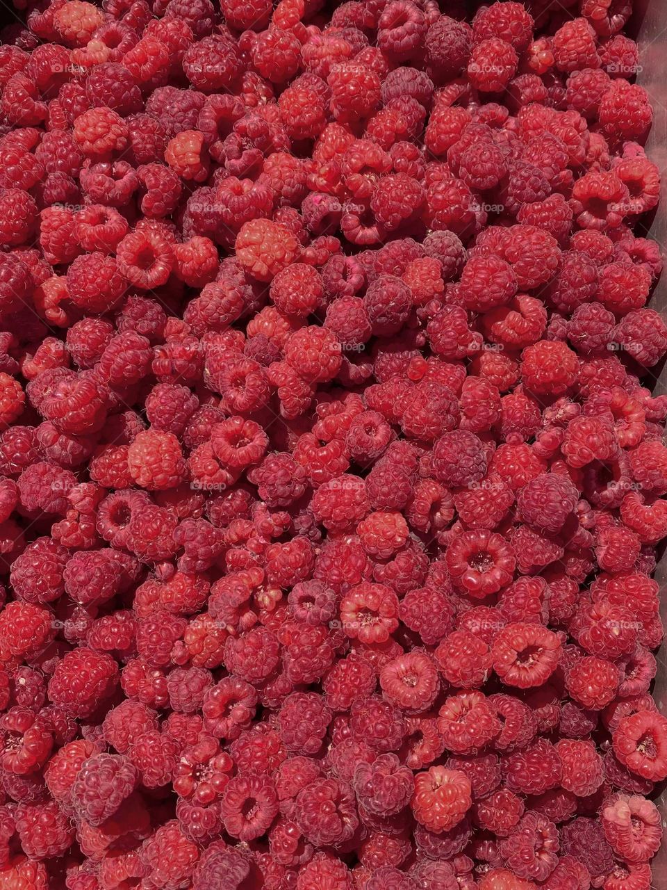 Red raspberries 