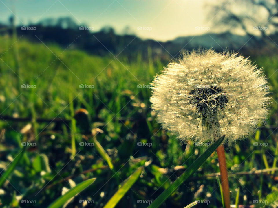 Beautiful dandelion II