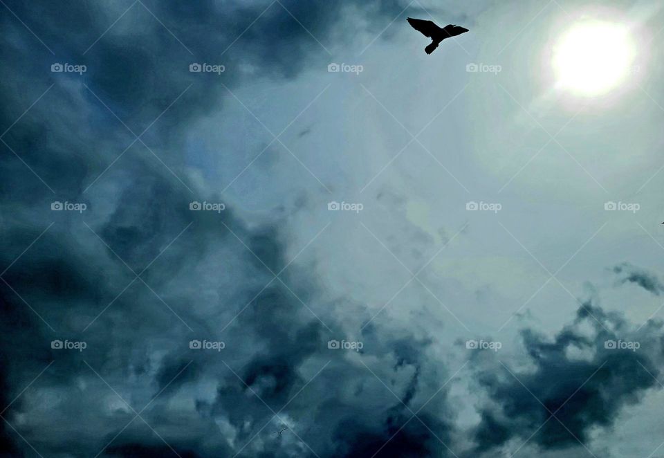 A bird soaring in the sky