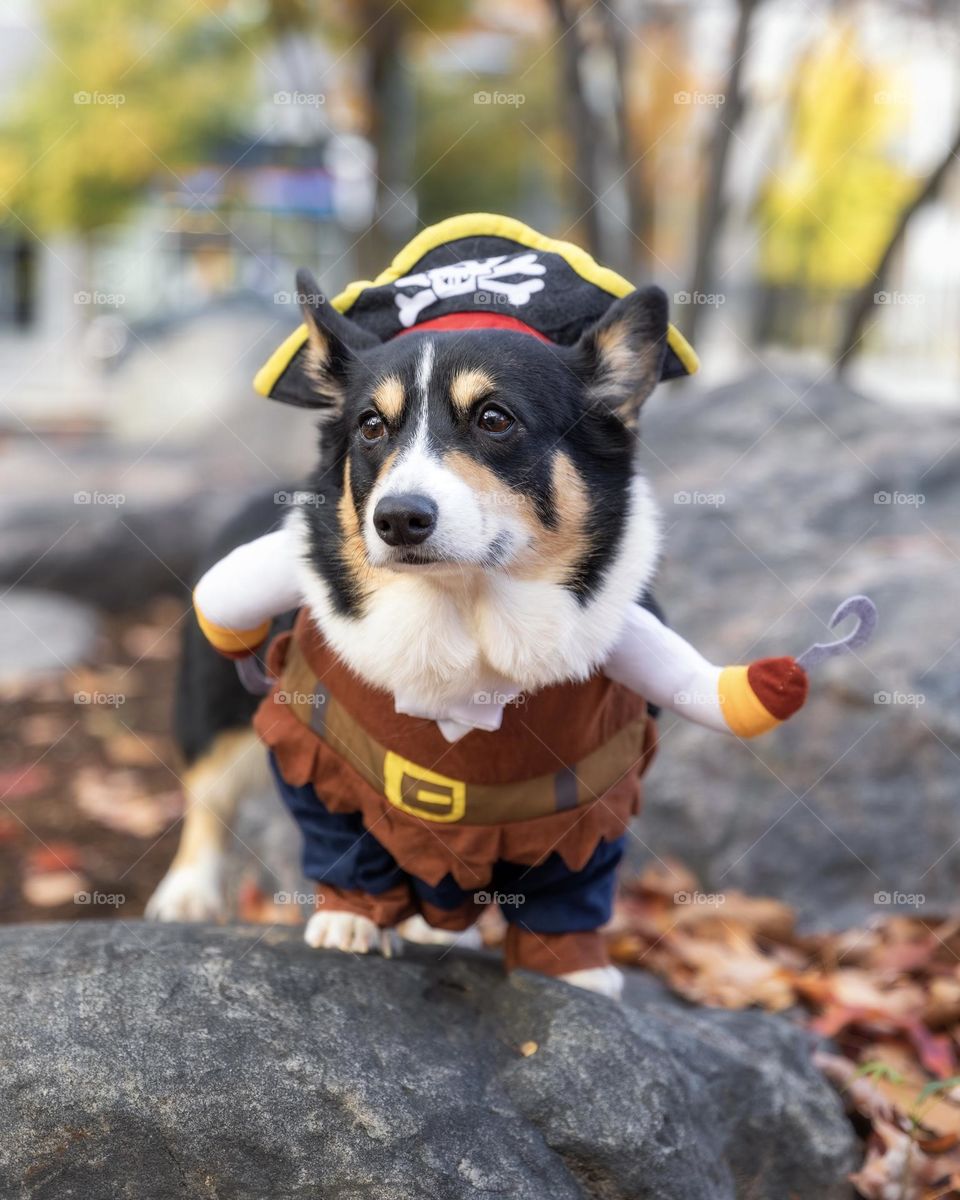 Adorable tri color Pembroke welsh corgi in a pirate Halloween costume outside in a park surrounded by fall foliage leaves