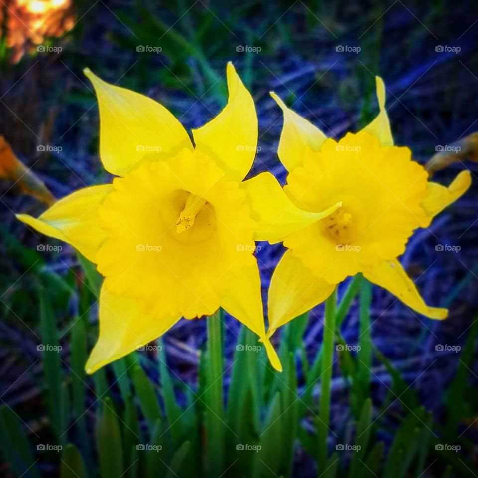 Daffodils by Daylight Six