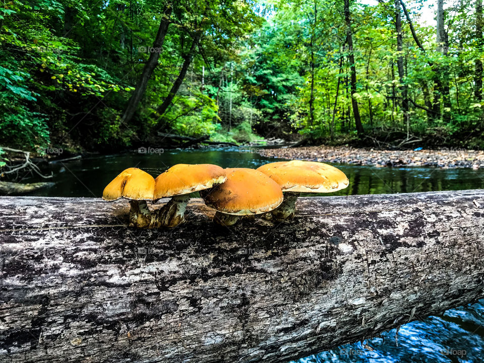 Mushrooms along the river