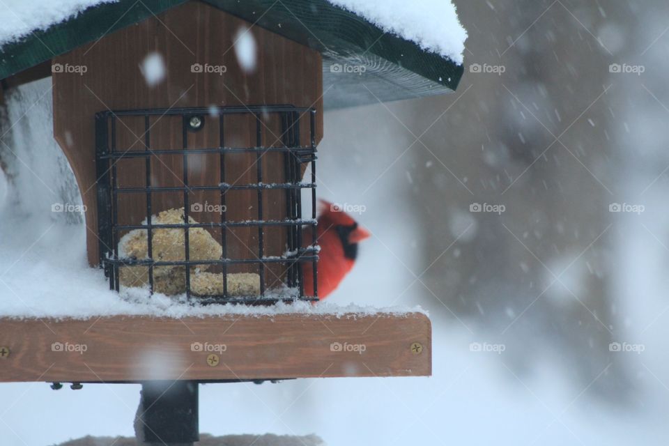 This is a picture of a little red cardinal bird on a bird feeder on a cold winter snowy day,
