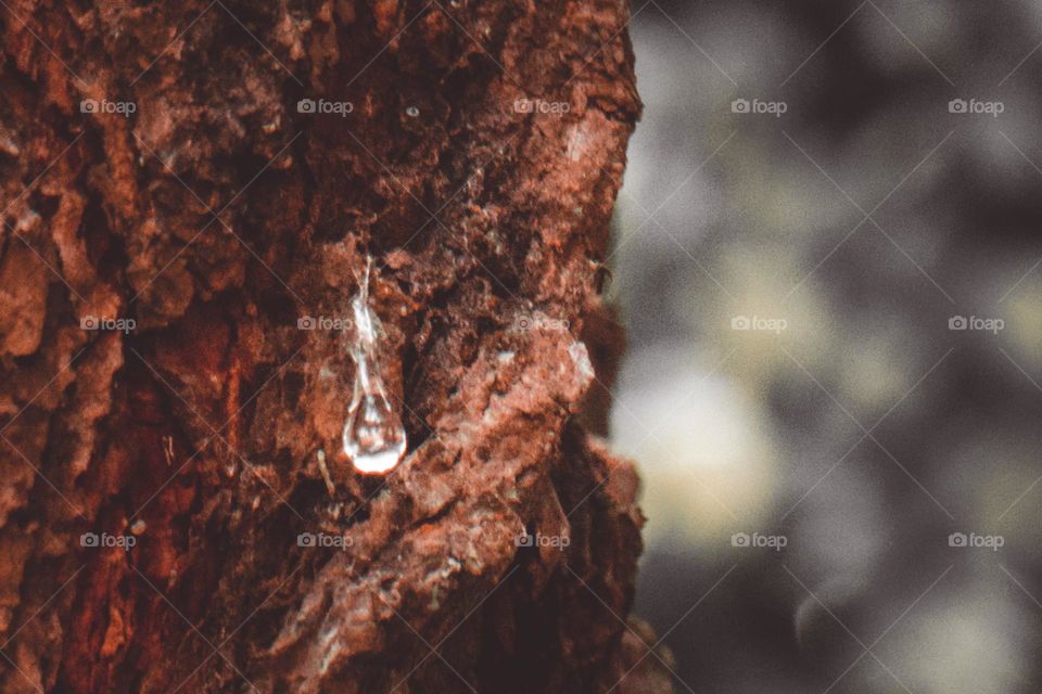 Tears tree