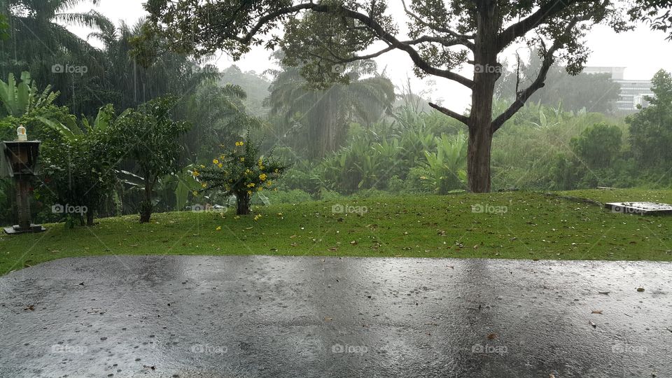 Rain in the jungle in Seremban Malaysia
