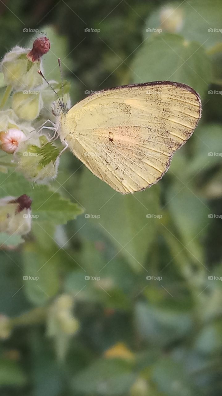 This butterfly is very nice nature