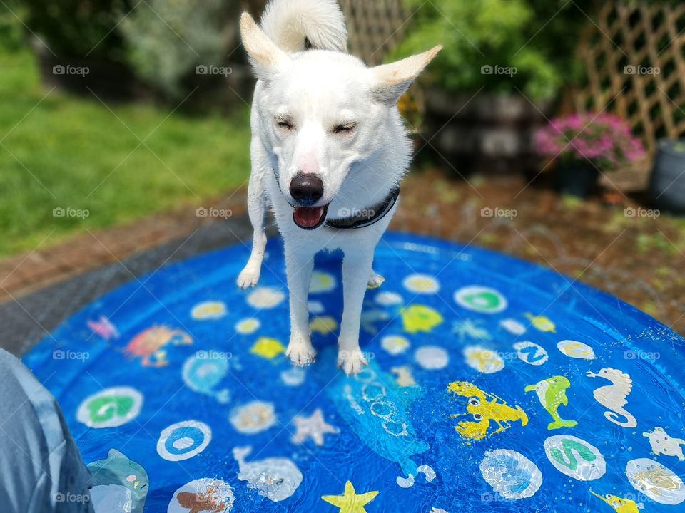 Pup enjoying the splash