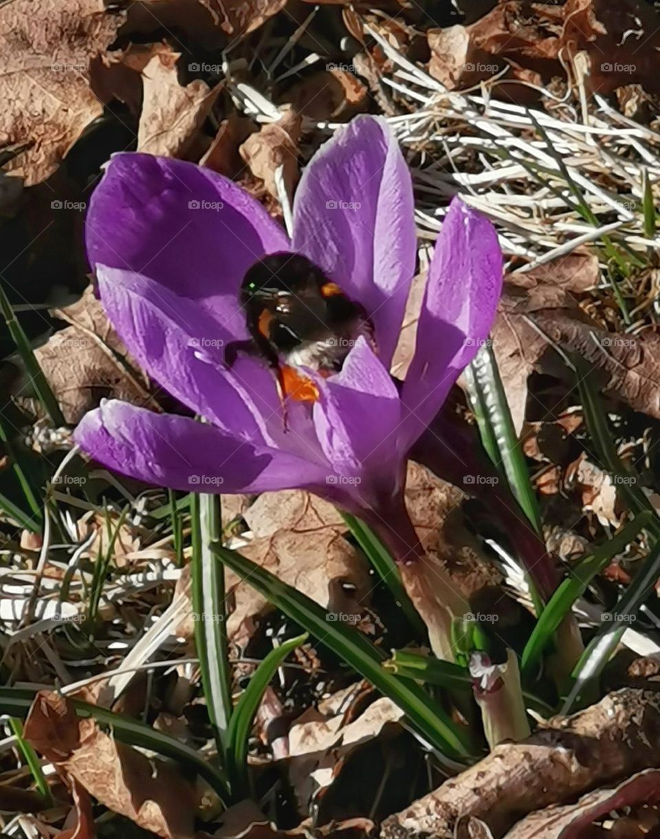 Crocus with bumble bee