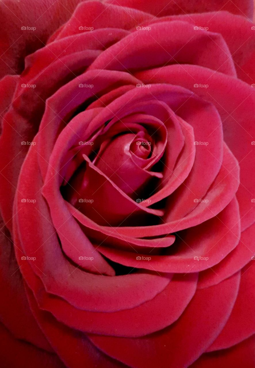 the reddest shades of red