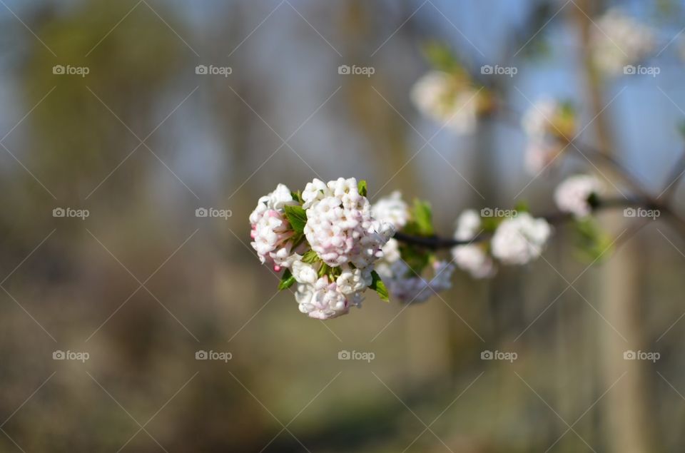 blossoms