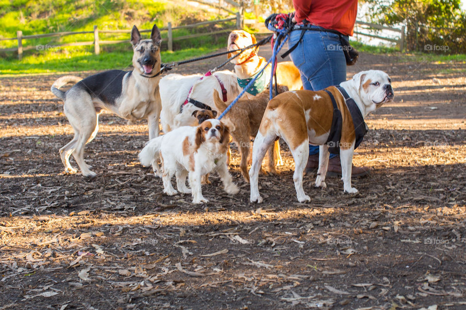 A big group of canines go together for a walk in the park on a sunny afternoon.