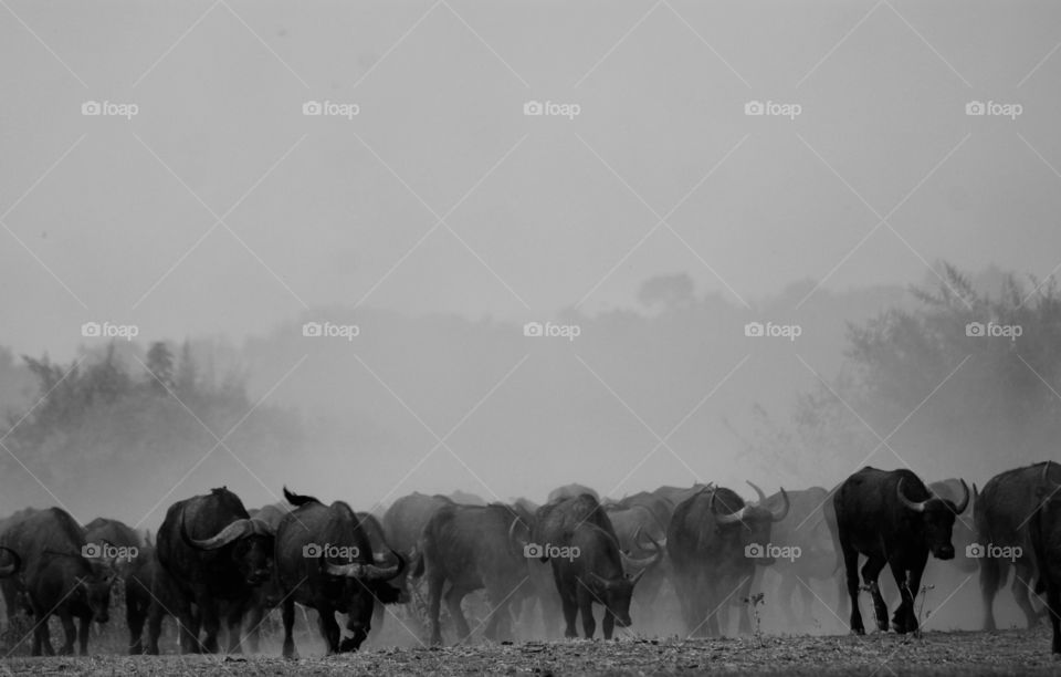 Black and white herd of buffalo immersed in dust 