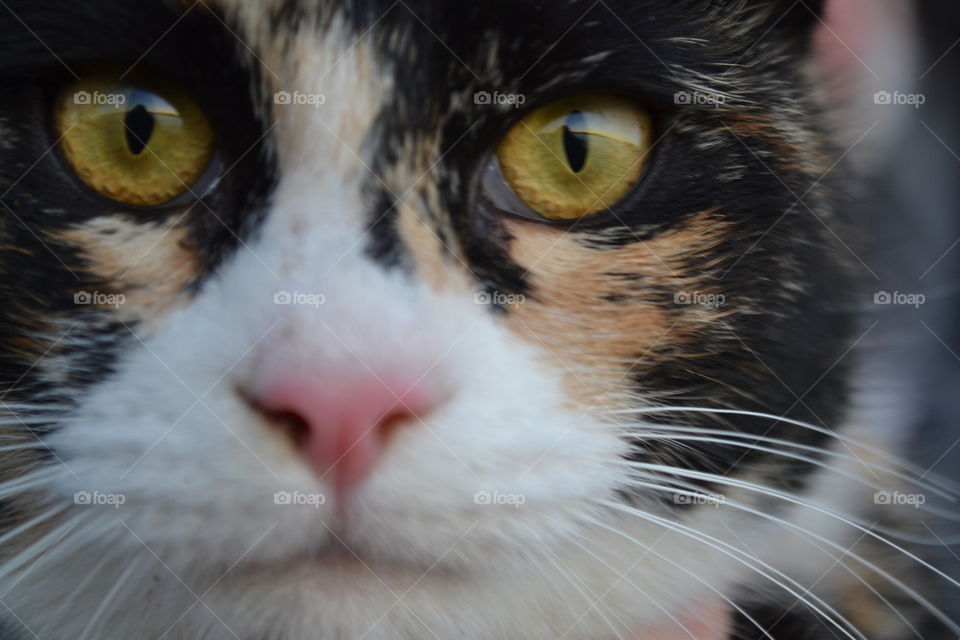 Close-up of a calico cat