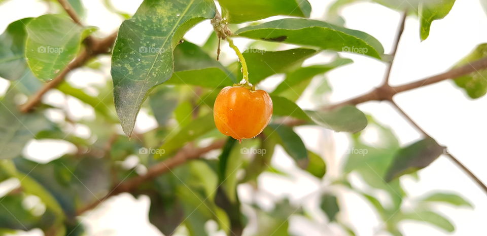 acerola