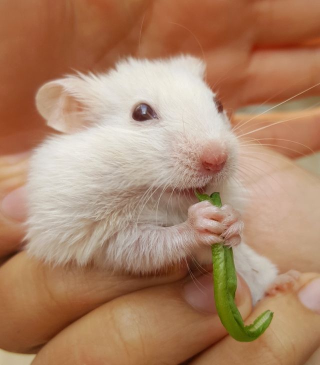 Pet🐿