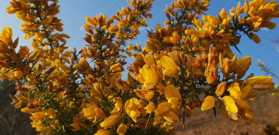 Wild flowers