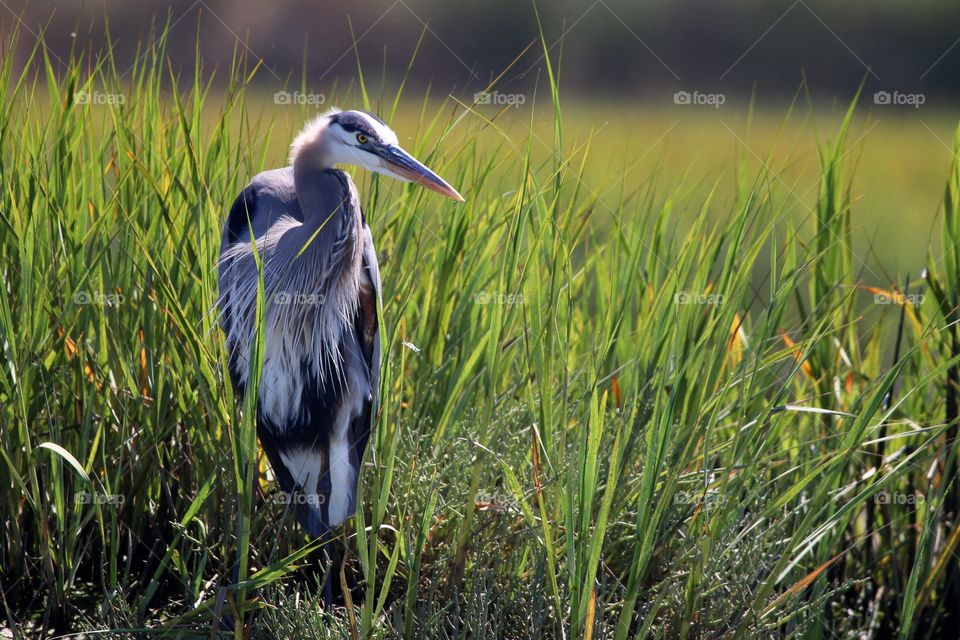 Blue heron