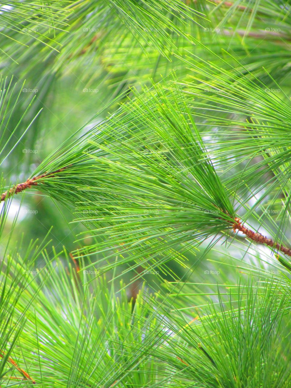 Close-up of tree