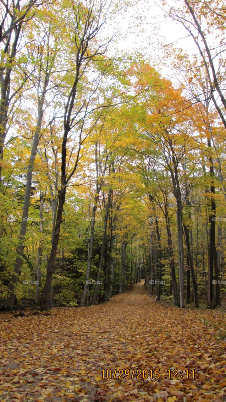 Northern Michigan 