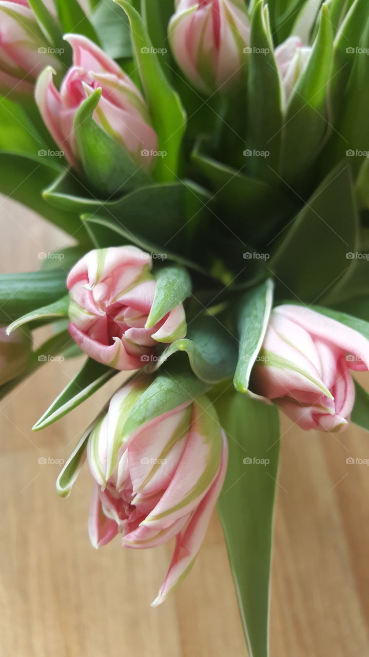 pink tulips