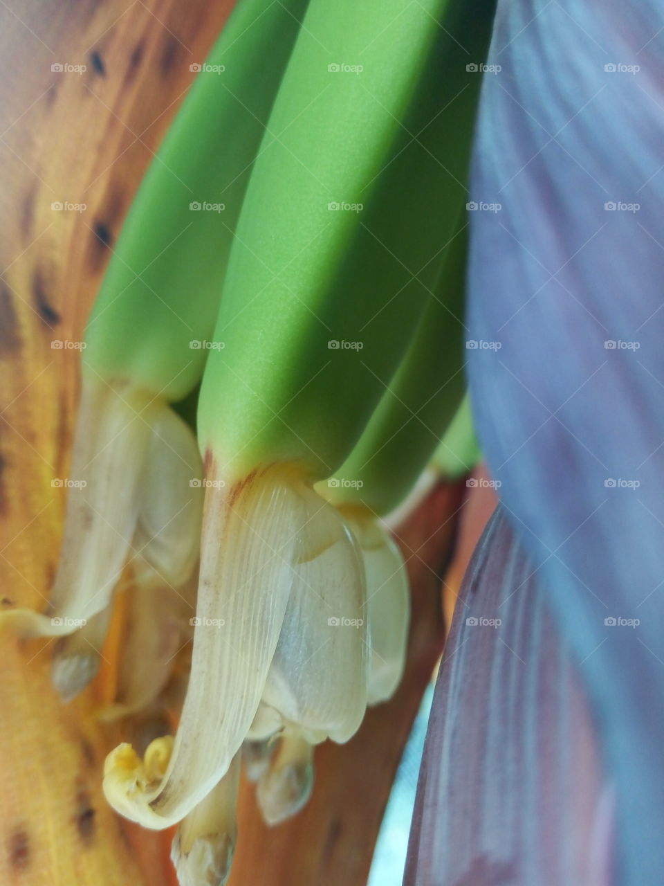 tips of young banana fingers